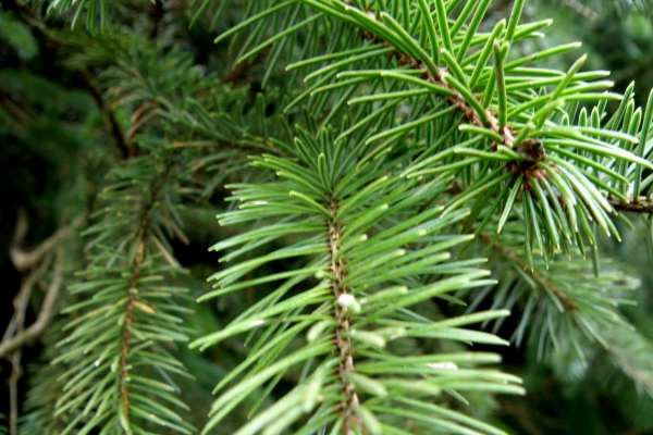 Common spruce Picea abies